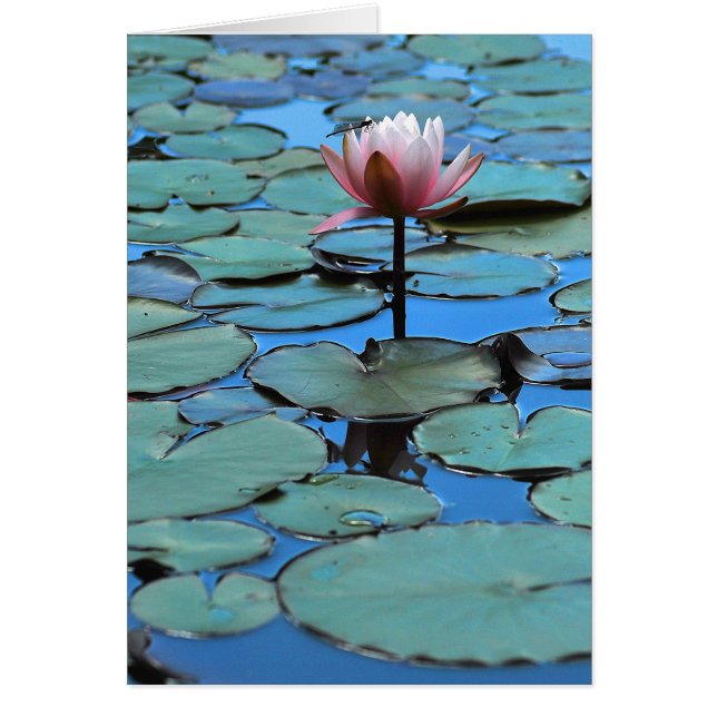 Cartão O guia (Frente)