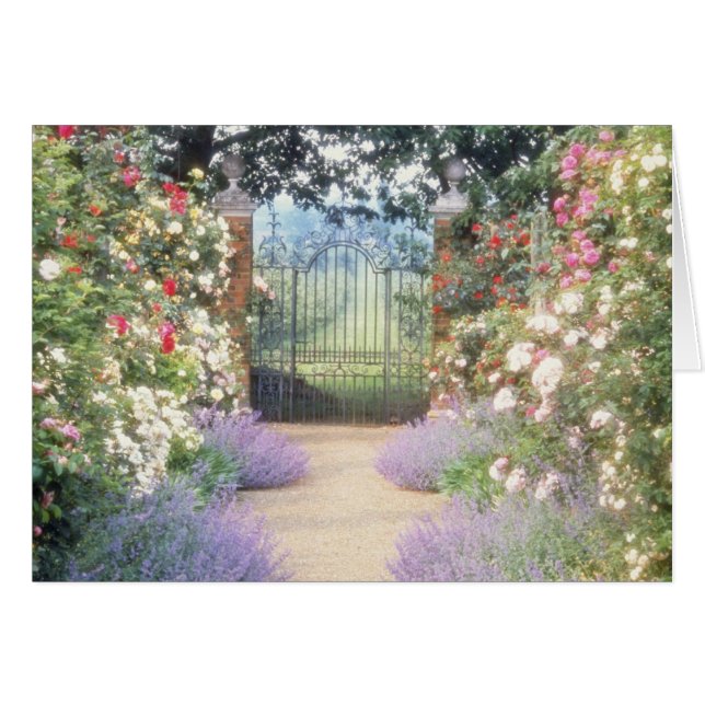 Cartão O híbrido cor-de-rosa Rosa-Alinhou o trajeto para (Frente Horizontal)