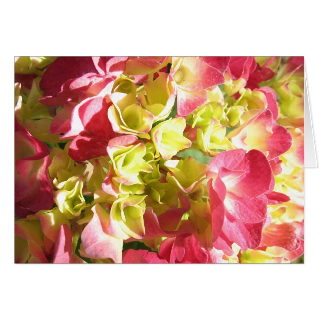 Cartão O Hydrangea de Katie (Frente Horizontal)
