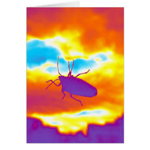 Cartão O Inseto Psicodélico
