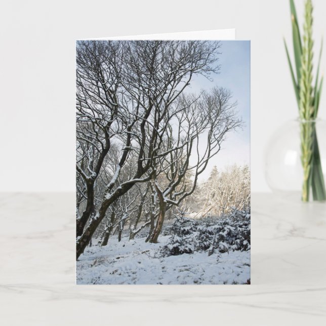 Cartão O inverno da Floresta Macclesfield (Frente)