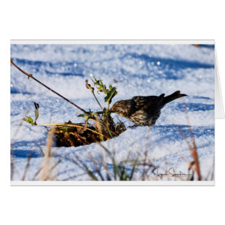 Cartão O inverno é uma dificuldade para pássaros