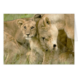 Cartão O leão Cub que Nuzzling com ele é mãe