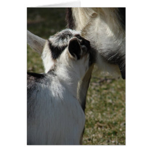 Cartão O leite é bom