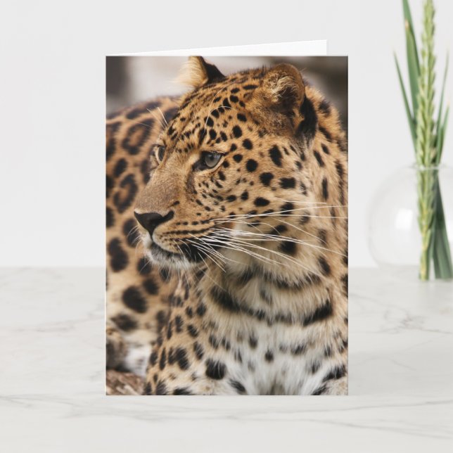 Cartão O leopardo (Frente)