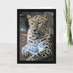 Cartão O Leopardo Majestoso