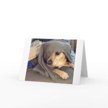 O MELHOR AMIGO do abrigo para animais é uma saudaç