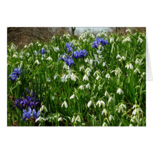 Cartão O montanhês do primavera adiantado floresce a