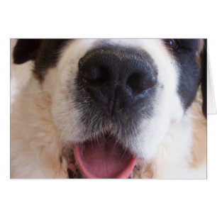 Cartão O nariz de Ruthie