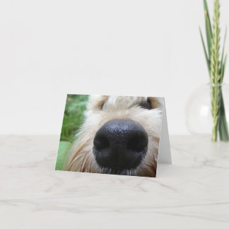 Cartão O nariz sabe!