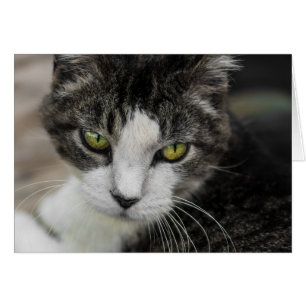 Cartão O olhar do bebê