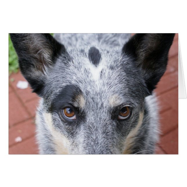 Cartão O olhar para baixo (Frente horizontal)