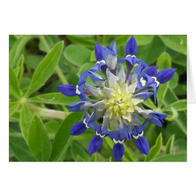 Cartão O Olho do Texas (Frente Horizontal)