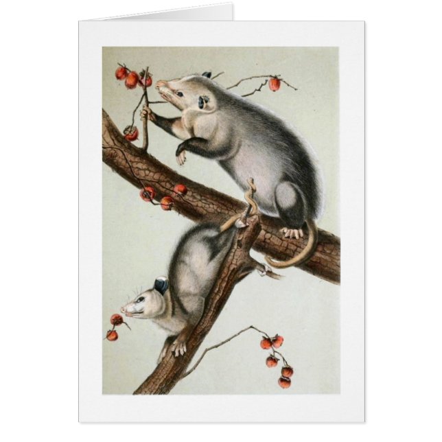 Cartão O Oppossums de Audubon (Frente)