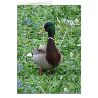 Cartão O pato