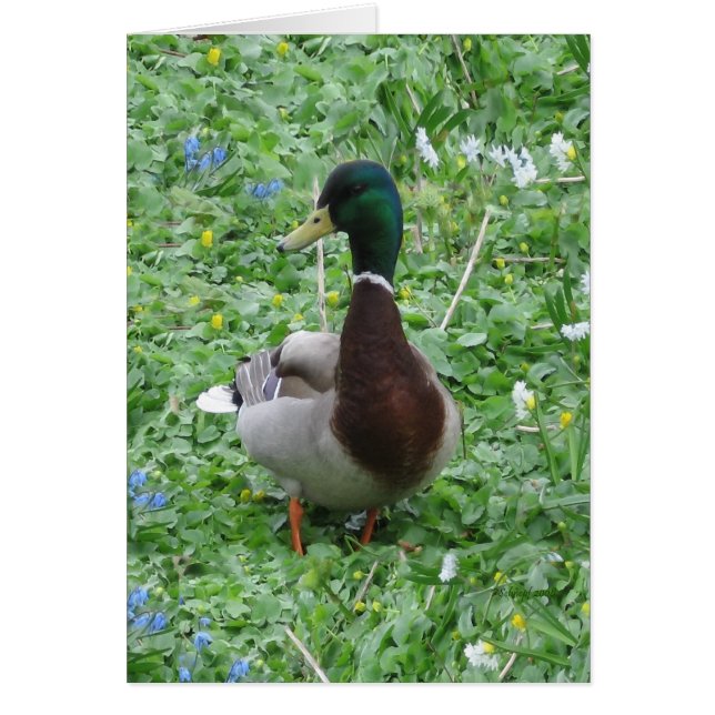 Cartão O pato (Frente)