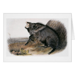 Cartão O Peccary colocado um colar de Audubon