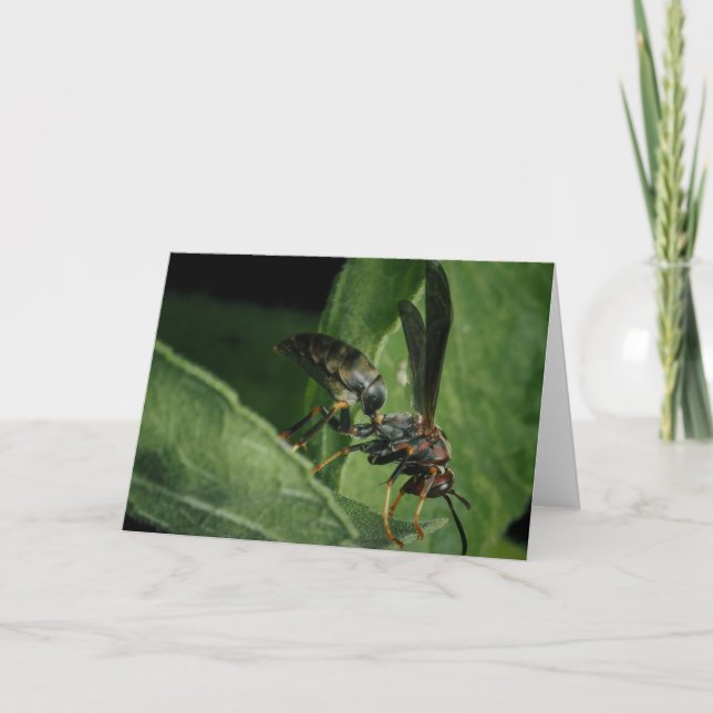 Cartão O Pequeno Aviador da Natureza (Frente)