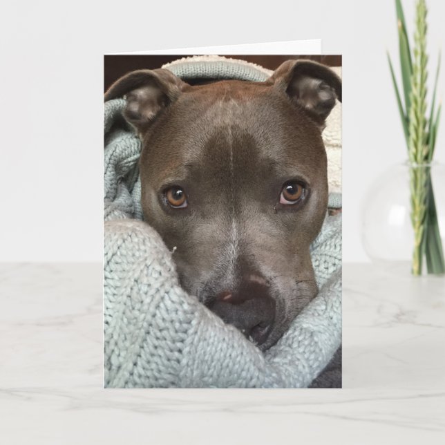 Cartão O Pitbull- feroz? Eu penso não. (Frente)