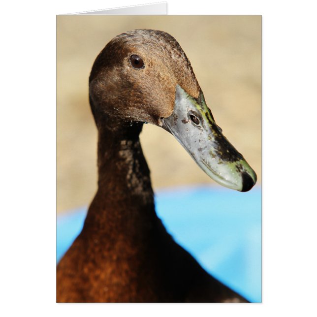 CARTÃO O QUE É ACIMA DO PATO (Frente)