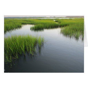 Cartão O quintal de Beaufort