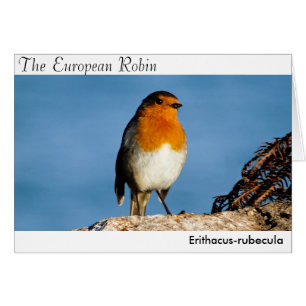 Cartão O Robin Europeu