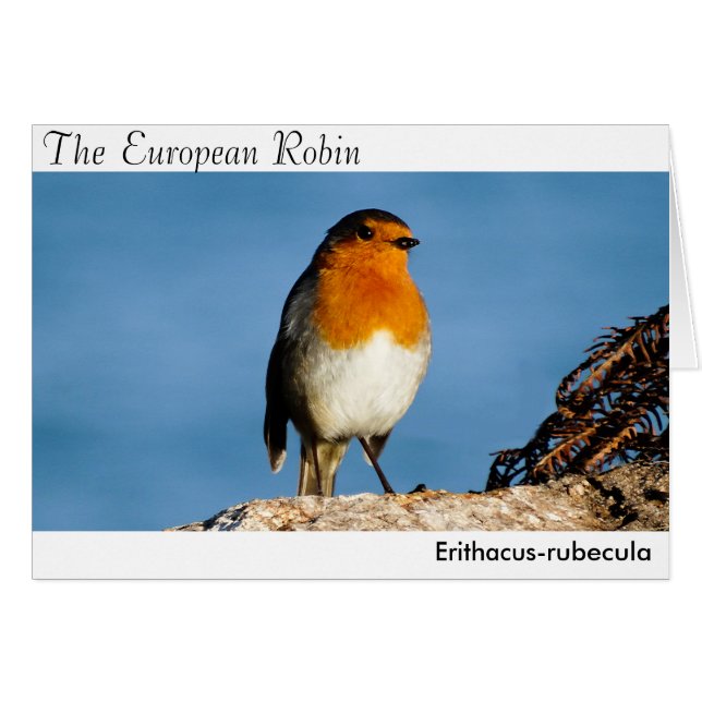 Cartão O Robin Europeu (Frente Horizontal)