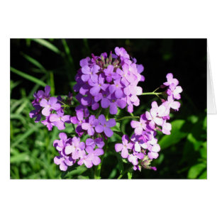 Cartão O Rocket da dama