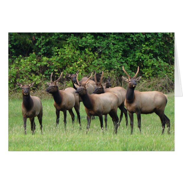 Cartão O Roosevelt Elk Herd (Frente Horizontal)