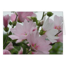 O rosa floresce a família de Impatiens