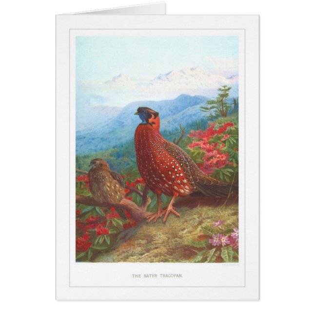 Cartão O Satyr Tragopan; (Frente)