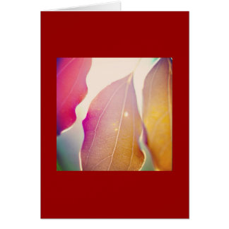 Cartão O Sol Brilha Através Das Folhas