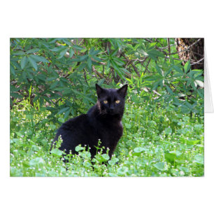 Cartão O solitário do sentimento do gato preto sem você