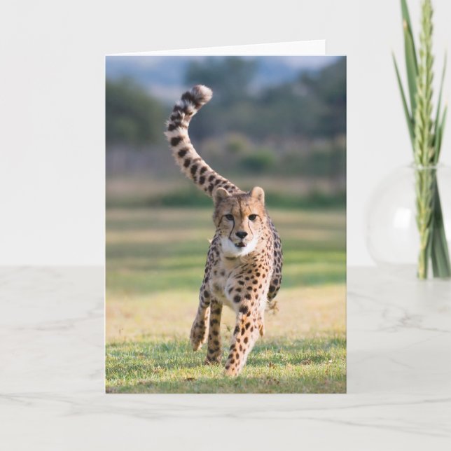 Cartão O Sprint (Frente)