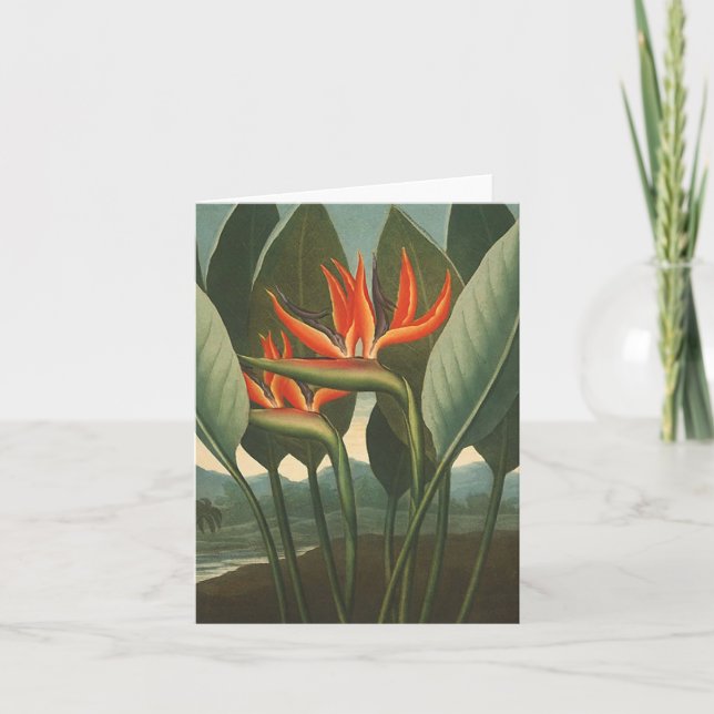 Cartão "O templo da rainha (pássaro de paraíso)" - da (Frente)