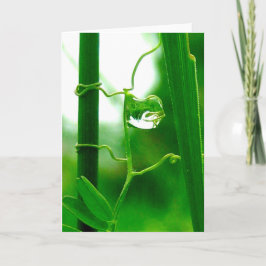 Cartão O tolo, o tarô na natureza, novos começos