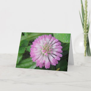 Cartão O trevo rosa do mapa de saudação floresce com gota