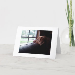 CARTÃO O TRISTE CACHORRO DIZ "SENHORA NO SEU ANIVERSÁRIO"