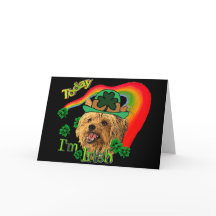 O yorkshire terrier de St Patrick