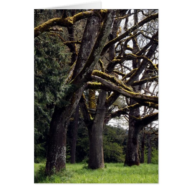 Cartão Oak Grove (Frente)