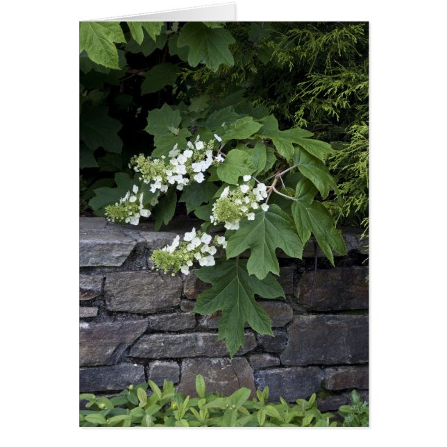 Cartão Oak Leaf Hydrangea e um Muro de Pedra (Frente)