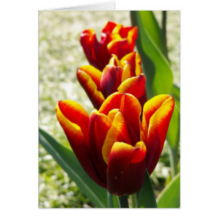 Cartão Objectivas triplas