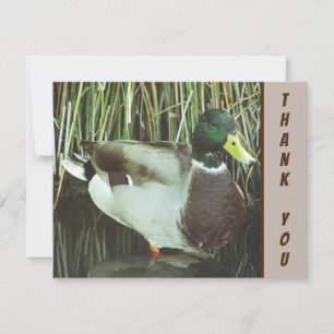Cartão Obrigado Mallard Duck Foto Nature Lake Bird