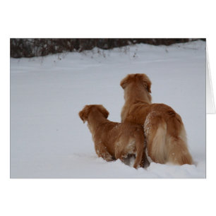 Cartão Observação dos Retrievers dourados