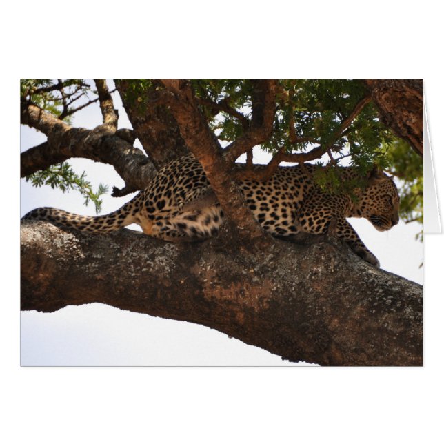 Cartão Observador (Frente Horizontal)