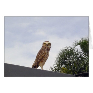 Cartão Observant Owl v2
