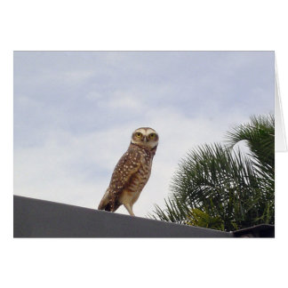 Cartão Observant Owl v2