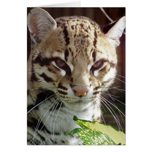 Cartão Ocelot (Frente)
