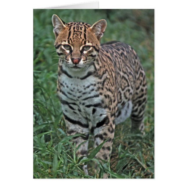 Cartão OCELOT Leopardus pardalis) AMÉRICA CENTRAL (Frente)