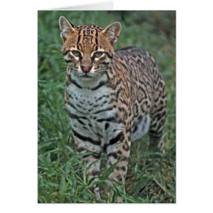 Cartão OCELOTE (Leopardus pardalis) AMÉRICA CENTRAL